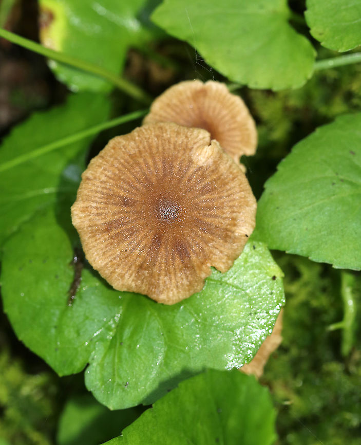 Mushrooms - Nolanea sp. Caps: Flat, brown, uneven margin; lined; dark, central spot<br />
Gills: Brown; short gills frequent<br />
Stipe: Dark brown with white basal mycelium<br />
Habitat: Growing in moss in a wet, mixed forest<br />
<figure class="photo"><a href="https://www.jungledragon.com/image/88613/mushroom_-_nolanea_sp.html" title="Mushroom - Nolanea sp."><img src="https://s3.amazonaws.com/media.jungledragon.com/images/3232/88613_thumb.jpg?AWSAccessKeyId=05GMT0V3GWVNE7GGM1R2&Expires=1769040010&Signature=Hl7hUK56NO9%2Fo1Rc8cuZfJi2%2FG4%3D" width="200" height="150" alt="Mushroom - Nolanea sp. Caps: Flat, brown, uneven margin; lined; dark, central spot<br />
Gills: Brown; short gills frequent<br />
Stipe: Dark brown with white basal mycelium<br />
Habitat: Growing in moss in a wet, mixed forest<br />
https://www.jungledragon.com/image/88614/lbm_-_unidentified.html Geotagged,LBM,Nolanea,Summer,United States,little brown mushroom,mushroom" /></a></figure> Geotagged,Nolanea,Summer,United States