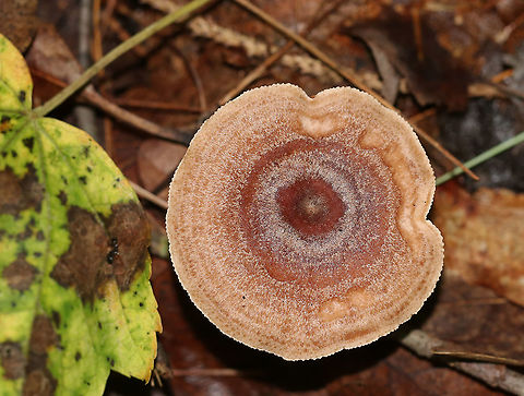Milkcap - Lactarius quietus var. incanus Cap: Flat; zones of color (darker brownish in the middle and lighter tan near margin)
Gills: White; close/crowded; short gills present; attached; leaked pale yellow milk
Stipe: Mostly equal, but tapered a bit near apex; orangish tan; white basal mycelium
Habitat: Mixed forested wetland; growing under oak and pine
https://www.jungledragon.com/image/88619/milkcap_-_lactarius_sp.html
https://www.jungledragon.com/image/88618/milkcap_-_lactarius_sp.html Geotagged,Lactarius quietus,Lactarius quietus var. incanus,Summer,United States,fungus,lactarius,milkcap,mushroom