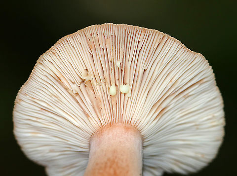 Milkcap - Lactarius quietus var. incanus Cap: Flat; zones of color (darker brownish in the middle and lighter tan near margin)
Gills: White; close/crowded; short gills present; attached; leaked pale yellow milk
Stipe: Mostly equal, but tapered a bit near apex; orangish tan; white basal mycelium
Habitat: Mixed forested wetland; growing under oak and pine
https://www.jungledragon.com/image/88617/milkcap_-_lactarius_sp.html
https://www.jungledragon.com/image/88619/milkcap_-_lactarius_sp.html Geotagged,Lactarius quietus,Lactarius quietus var. incanus,Summer,United States,lactarius