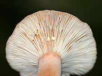 Milkcap - Lactarius quietus var. incanus Cap: Flat; zones of color (darker brownish in the middle and lighter tan near margin)<br />
Gills: White; close/crowded; short gills present; attached; leaked pale yellow milk<br />
Stipe: Mostly equal, but tapered a bit near apex; orangish tan; white basal mycelium<br />
Habitat: Mixed forested wetland; growing under oak and pine<br />
https://www.jungledragon.com/image/88617/milkcap_-_lactarius_sp.html<br />
https://www.jungledragon.com/image/88619/milkcap_-_lactarius_sp.html Geotagged,Lactarius quietus,Lactarius quietus var. incanus,Summer,United States,lactarius