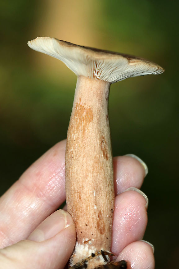 Milkcap - Lactarius quietus var. incanus Cap: Flat; zones of color (darker brownish in the middle and lighter tan near margin)<br />
Gills: White; close/crowded; short gills present; attached; leaked pale yellow milk<br />
Stipe: Mostly equal, but tapered a bit near apex; orangish tan; white basal mycelium<br />
Habitat: Mixed forested wetland; growing under oak and pine<br />
<figure class="photo"><a href="https://www.jungledragon.com/image/88617/milkcap_-_lactarius_quietus_var._incanus.html" title="Milkcap - Lactarius quietus var. incanus"><img src="https://s3.amazonaws.com/media.jungledragon.com/images/3232/88617_thumb.jpg?AWSAccessKeyId=05GMT0V3GWVNE7GGM1R2&Expires=1759968010&Signature=aIMWd4ZKqd83QP1KhJ60puYdEAA%3D" width="200" height="152" alt="Milkcap - Lactarius quietus var. incanus Cap: Flat; zones of color (darker brownish in the middle and lighter tan near margin)<br />
Gills: White; close/crowded; short gills present; attached; leaked pale yellow milk<br />
Stipe: Mostly equal, but tapered a bit near apex; orangish tan; white basal mycelium<br />
Habitat: Mixed forested wetland; growing under oak and pine<br />
https://www.jungledragon.com/image/88619/milkcap_-_lactarius_sp.html<br />
https://www.jungledragon.com/image/88618/milkcap_-_lactarius_sp.html Geotagged,Lactarius quietus,Lactarius quietus var. incanus,Summer,United States,fungus,lactarius,milkcap,mushroom" /></a></figure><br />
<figure class="photo"><a href="https://www.jungledragon.com/image/88618/milkcap_-_lactarius_quietus_var._incanus.html" title="Milkcap - Lactarius quietus var. incanus"><img src="https://s3.amazonaws.com/media.jungledragon.com/images/3232/88618_thumb.jpg?AWSAccessKeyId=05GMT0V3GWVNE7GGM1R2&Expires=1759968010&Signature=OeHRqAL%2FC1KAk50lQ%2FRQnOJV1hc%3D" width="200" height="150" alt="Milkcap - Lactarius quietus var. incanus Cap: Flat; zones of color (darker brownish in the middle and lighter tan near margin)<br />
Gills: White; close/crowded; short gills present; attached; leaked pale yellow milk<br />
Stipe: Mostly equal, but tapered a bit near apex; orangish tan; white basal mycelium<br />
Habitat: Mixed forested wetland; growing under oak and pine<br />
https://www.jungledragon.com/image/88617/milkcap_-_lactarius_sp.html<br />
https://www.jungledragon.com/image/88619/milkcap_-_lactarius_sp.html Geotagged,Lactarius quietus,Lactarius quietus var. incanus,Summer,United States,lactarius" /></a></figure> Geotagged,Lactarius quietus,Lactarius quietus var. incanus,Summer,United States,lactarius
