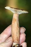 Milkcap - Lactarius quietus var. incanus Cap: Flat; zones of color (darker brownish in the middle and lighter tan near margin)<br />
Gills: White; close/crowded; short gills present; attached; leaked pale yellow milk<br />
Stipe: Mostly equal, but tapered a bit near apex; orangish tan; white basal mycelium<br />
Habitat: Mixed forested wetland; growing under oak and pine<br />
https://www.jungledragon.com/image/88617/milkcap_-_lactarius_sp.html<br />
https://www.jungledragon.com/image/88618/milkcap_-_lactarius_sp.html Geotagged,Lactarius quietus,Lactarius quietus var. incanus,Summer,United States,lactarius