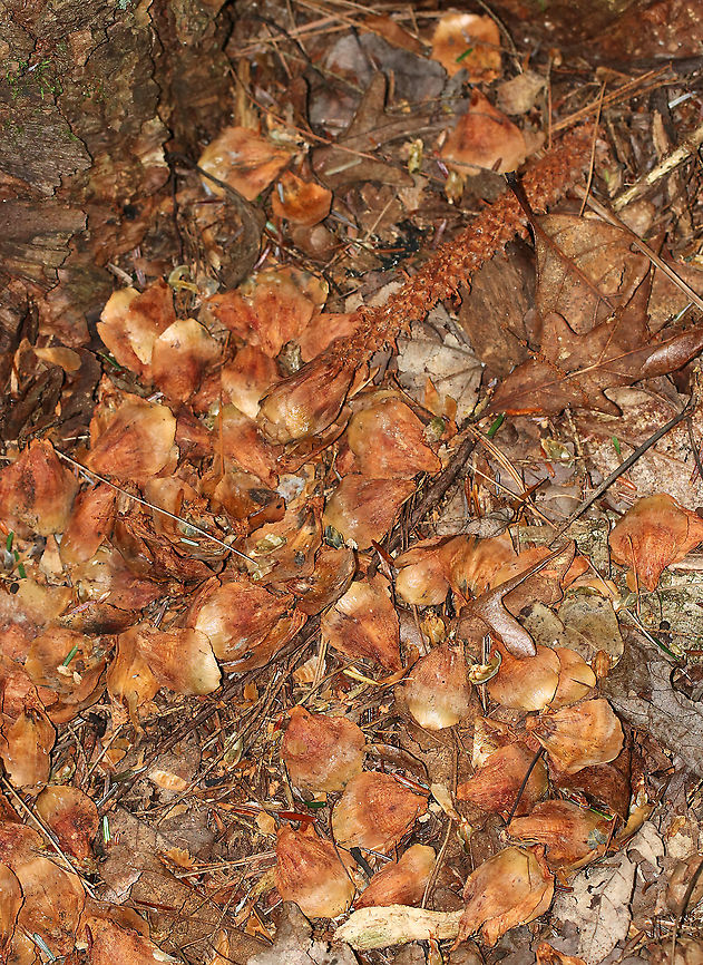 Red Squirrel (Tamiasciurus hudsonicus) Midden Red squirrels are scatter hoarders with numerous small caches. You will often see piles of midden (food leftovers) near the locations of caches. <br />
<br />
They are conifer specialists and chew off the individual cone scales in order to get the seeds. They start at the bottom of the cone and work their way up. This midden looks like the remains of a white pine cone.<br />
<br />
Habitat: Mixed pine/oak forest Geotagged,Summer,Tamiasciurus hudsonicus,United States,midden,red squirrel midden
