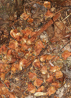 Red Squirrel (Tamiasciurus hudsonicus) Midden Red squirrels are scatter hoarders with numerous small caches. You will often see piles of midden (food leftovers) near the locations of caches. 

They are conifer specialists and chew off the individual cone scales in order to get the seeds. They start at the bottom of the cone and work their way up. This midden looks like the remains of a white pine cone.

Habitat: Mixed pine/oak forest Geotagged,Summer,Tamiasciurus hudsonicus,United States,midden,red squirrel midden
