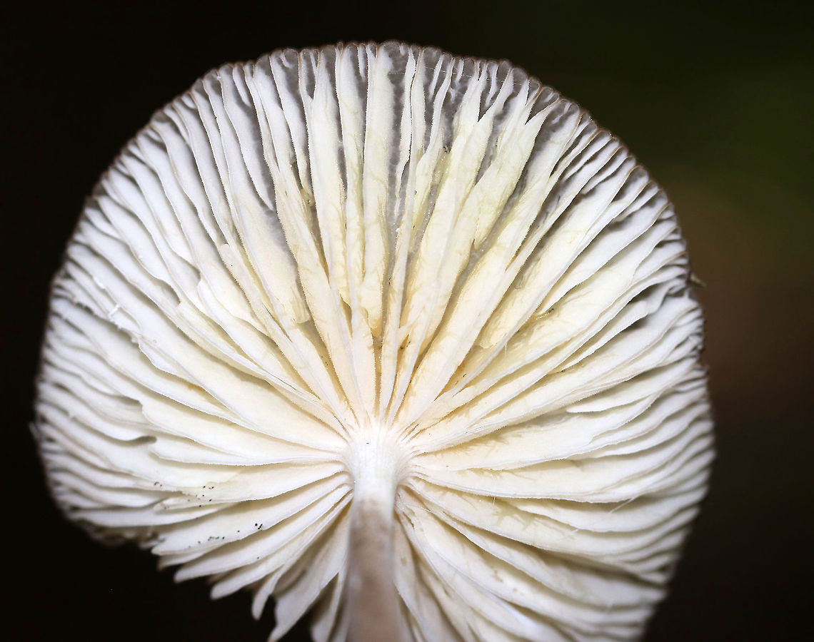 Oudemansiella furfuracea Cap: Caramel-colored; wrinkly/lined; central bump<br />
Gills: White; short gills present; attached<br />
Stem: White at apex, then darkening to tan in the middle until the base, which was white<br />
Habitat: Growing on the ground in a mixed pine/oak forest<br />
<br />
<br />
<figure class="photo"><a href="https://www.jungledragon.com/image/88680/oudemansiella_furfuracea.html" title="Oudemansiella furfuracea"><img src="https://s3.amazonaws.com/media.jungledragon.com/images/3232/88680_thumb.jpg?AWSAccessKeyId=05GMT0V3GWVNE7GGM1R2&Expires=1759968010&Signature=oSiXuitfCk0fcN8CYhOl3NiNUCI%3D" width="200" height="134" alt="Oudemansiella furfuracea Cap: Caramel-colored; wrinkly/lined; central bump<br />
Gills: White; short gills present; attached<br />
Stem: White at apex, then darkening to tan in the middle until the base, which was white<br />
Habitat: Growing on the ground in a mixed pine/oak <br />
https://www.jungledragon.com/image/88678/mushroom_-_oudemansiella_sp.html<br />
https://www.jungledragon.com/image/88679/mushroom_-_oudemansiella_sp.html Geotagged,Oudemansiella furfuracea,Summer,United States" /></a></figure><br />
<figure class="photo"><a href="https://www.jungledragon.com/image/88679/oudemansiella_furfuracea.html" title="Oudemansiella furfuracea"><img src="https://s3.amazonaws.com/media.jungledragon.com/images/3232/88679_thumb.jpg?AWSAccessKeyId=05GMT0V3GWVNE7GGM1R2&Expires=1759968010&Signature=9tHtm03ECqtMq4%2FAhGQcjLUa2Dg%3D" width="200" height="162" alt="Oudemansiella furfuracea Cap: Caramel-colored; wrinkly/lined; central bump<br />
Gills: White; short gills present; attached<br />
Stem: White at apex, then darkening to tan in the middle until the base, which was white<br />
Habitat: Growing on the ground in a mixed pine/oak forest<br />
<br />
<br />
https://www.jungledragon.com/image/88678/mushroom_-_oudemansiella_sp.html<br />
https://www.jungledragon.com/image/88680/mushroom_-_oudemansiella_sp.html Geotagged,Mushroom,Oudemansiella,Oudemansiella furfuracea,Summer,United States" /></a></figure> Geotagged,Oudemansiella,Oudemansiella furfuracea,Summer,United States,mushroom