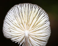 Oudemansiella furfuracea Cap: Caramel-colored; wrinkly/lined; central bump<br />
Gills: White; short gills present; attached<br />
Stem: White at apex, then darkening to tan in the middle until the base, which was white<br />
Habitat: Growing on the ground in a mixed pine/oak forest<br />
<br />
<br />
https://www.jungledragon.com/image/88680/mushroom_-_oudemansiella_sp.html<br />
https://www.jungledragon.com/image/88679/mushroom_-_oudemansiella_sp.html Geotagged,Oudemansiella,Oudemansiella furfuracea,Summer,United States,mushroom