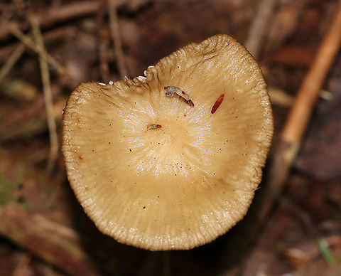 Oudemansiella furfuracea Cap: Caramel-colored; wrinkly/lined; central bump
Gills: White; short gills present; attached
Stem: White at apex, then darkening to tan in the middle until the base, which was white
Habitat: Growing on the ground in a mixed pine/oak forest


https://www.jungledragon.com/image/88678/mushroom_-_oudemansiella_sp.html
https://www.jungledragon.com/image/88680/mushroom_-_oudemansiella_sp.html Geotagged,Mushroom,Oudemansiella,Oudemansiella furfuracea,Summer,United States