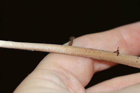 Oudemansiella furfuracea Cap: Caramel-colored; wrinkly/lined; central bump
Gills: White; short gills present; attached
Stem: White at apex, then darkening to tan in the middle until the base, which was white
Habitat: Growing on the ground in a mixed pine/oak 
https://www.jungledragon.com/image/88678/mushroom_-_oudemansiella_sp.html
https://www.jungledragon.com/image/88679/mushroom_-_oudemansiella_sp.html Geotagged,Oudemansiella furfuracea,Summer,United States