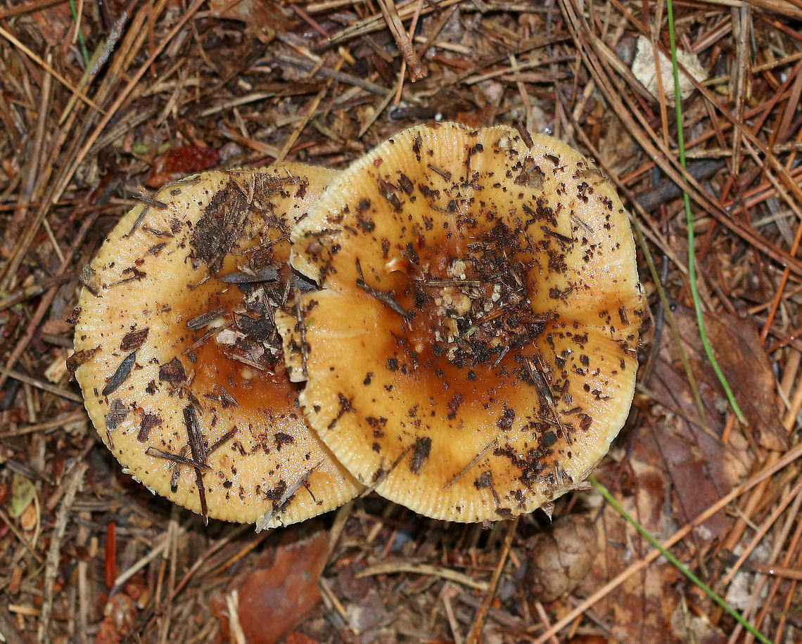 Mushrooms - Russula sp. Cap: Sticky; Brown centers with yellowish tan edges; margins were bumpy/lined<br />
Gills: White; attached; brittle; had a almond-like odor<br />
Stem: White with some faint brown near base; slightly tapered at base<br />
Habitat: Growing on the ground in a mixed pine/oak forest<br />
<br />
*Maybe Russula granulata, R. grata, or Russula pectinatoides<br />
<figure class="photo"><a href="https://www.jungledragon.com/image/88683/mushrooms_-_russula_sp.html" title="Mushrooms - Russula sp."><img src="https://s3.amazonaws.com/media.jungledragon.com/images/3232/88683_thumb.jpg?AWSAccessKeyId=05GMT0V3GWVNE7GGM1R2&Expires=1759968010&Signature=%2FZvgODzkTIkigLkolXlcH31ZKkA%3D" width="148" height="152" alt="Mushrooms - Russula sp. Cap: Sticky; Brown centers with yellowish tan edges; margins were bumpy/lined<br />
Gills: White; attached; brittle; had a almond-like odor<br />
Stem: White with some faint brown near base; slightly tapered at base<br />
Habitat: Growing on the ground in a mixed pine/oak forest<br />
<br />
*Maybe Russula granulata, R. grata, or Russula pectinatoides<br />
https://www.jungledragon.com/image/88681/mushrooms_-_russula_sp.html<br />
https://www.jungledragon.com/image/88682/mushrooms_-_russula_sp.html Geotagged,Summer,United States" /></a></figure><br />
<figure class="photo"><a href="https://www.jungledragon.com/image/88682/mushrooms_-_russula_sp.html" title="Mushrooms - Russula sp."><img src="https://s3.amazonaws.com/media.jungledragon.com/images/3232/88682_thumb.jpg?AWSAccessKeyId=05GMT0V3GWVNE7GGM1R2&Expires=1759968010&Signature=99qof0XdEhFCNJ%2FG%2BU6eoGda%2Bck%3D" width="200" height="148" alt="Mushrooms - Russula sp. Cap: Sticky; Brown centers with yellowish tan edges; margins were bumpy/lined<br />
Gills: White; attached; brittle; had a almond-like odor<br />
Stem: White with some faint brown near base; slightly tapered at base<br />
Habitat: Growing on the ground in a mixed pine/oak forest<br />
<br />
*Maybe Russula granulata, R. grata, or Russula pectinatoides<br />
https://www.jungledragon.com/image/88681/mushrooms_-_russula_sp.html<br />
https://www.jungledragon.com/image/88683/mushrooms_-_russula_sp.html Geotagged,Summer,United States" /></a></figure> Geotagged,Summer,United States,mushroom,russula