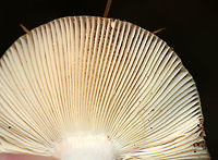 Mushrooms - Russula sp. Cap: Sticky; Brown centers with yellowish tan edges; margins were bumpy/lined<br />
Gills: White; attached; brittle; had a almond-like odor<br />
Stem: White with some faint brown near base; slightly tapered at base<br />
Habitat: Growing on the ground in a mixed pine/oak forest<br />
<br />
*Maybe Russula granulata, R. grata, or Russula pectinatoides<br />
https://www.jungledragon.com/image/88681/mushrooms_-_russula_sp.html<br />
https://www.jungledragon.com/image/88683/mushrooms_-_russula_sp.html Geotagged,Summer,United States