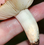 Mushrooms - Russula sp. Cap: Sticky; Brown centers with yellowish tan edges; margins were bumpy/lined<br />
Gills: White; attached; brittle; had a almond-like odor<br />
Stem: White with some faint brown near base; slightly tapered at base<br />
Habitat: Growing on the ground in a mixed pine/oak forest<br />
<br />
*Maybe Russula granulata, R. grata, or Russula pectinatoides<br />
https://www.jungledragon.com/image/88681/mushrooms_-_russula_sp.html<br />
https://www.jungledragon.com/image/88682/mushrooms_-_russula_sp.html Geotagged,Summer,United States