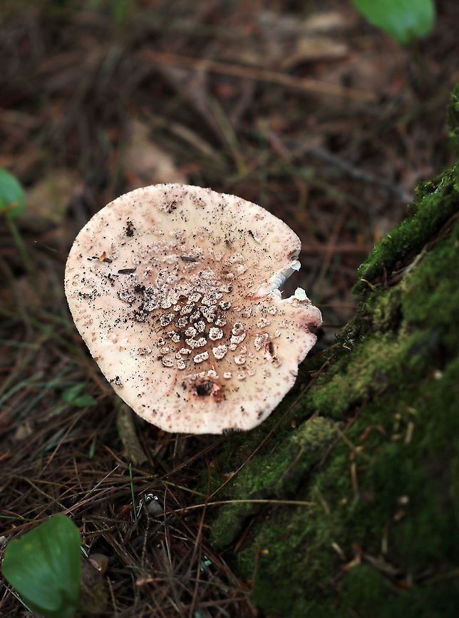 Eastern American Blusher - Amanita amerirubescens group Cap: Flat; pale tan with pinkish center; covered in warts<br />
Gills: White; attached; frequent short gills; some pink discoloration/bruising<br />
Stem: Skirt-like ring; Pale near apex and darkening to pinkish tan near base; bulbous base<br />
Habitat: Mixed oak/pine forest; growing at the base of a pine tree<br />
<figure class="photo"><a href="https://www.jungledragon.com/image/88685/eastern_american_blusher_-_amanita_amerirubescens_group.html" title="Eastern American Blusher - Amanita amerirubescens group"><img src="https://s3.amazonaws.com/media.jungledragon.com/images/3232/88685_thumb.jpg?AWSAccessKeyId=05GMT0V3GWVNE7GGM1R2&Expires=1767225610&Signature=zAmP%2FeS7UVegP%2Bp1pOf7Lc1tMtI%3D" width="200" height="152" alt="Eastern American Blusher - Amanita amerirubescens group Cap: Flat; pale tan with pinkish center; covered in warts<br />
Gills: White; attached; frequent short gills; some pink discoloration/bruising<br />
Stem: Skirt-like ring; Pale near apex and darkening to pinkish tan near base; bulbous base<br />
Habitat: Mixed oak/pine forest; growing at the base of a pine tree<br />
https://www.jungledragon.com/image/88684/eastern_american_blusher_-_amanita_amerirubescens_group.html Amanita amerirubescens,Eastern American Blusher,Geotagged,Summer,United States" /></a></figure> Amanita amerirubescens,Eastern American Blusher,Geotagged,Summer,United States