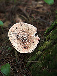 Eastern American Blusher - Amanita amerirubescens group Cap: Flat; pale tan with pinkish center; covered in warts<br />
Gills: White; attached; frequent short gills; some pink discoloration/bruising<br />
Stem: Skirt-like ring; Pale near apex and darkening to pinkish tan near base; bulbous base<br />
Habitat: Mixed oak/pine forest; growing at the base of a pine tree<br />
https://www.jungledragon.com/image/88685/eastern_american_blusher_-_amanita_amerirubescens_group.html Amanita amerirubescens,Eastern American Blusher,Geotagged,Summer,United States