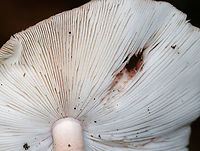 Eastern American Blusher - Amanita amerirubescens group Cap: Flat; pale tan with pinkish center; covered in warts<br />
Gills: White; attached; frequent short gills; some pink discoloration/bruising<br />
Stem: Skirt-like ring; Pale near apex and darkening to pinkish tan near base; bulbous base<br />
Habitat: Mixed oak/pine forest; growing at the base of a pine tree<br />
https://www.jungledragon.com/image/88684/eastern_american_blusher_-_amanita_amerirubescens_group.html Amanita amerirubescens,Eastern American Blusher,Geotagged,Summer,United States