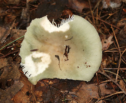 Russula aeruginea Cap: Faded greenish cap with a brown central depression; approximately 6 cm
Gills: White; attached; brittle
Stem: white; equal
Habitat: Mixed forest with mostly oak and pine
https://www.jungledragon.com/image/88688/russula_aeruginea.html
https://www.jungledragon.com/image/88687/russula_aeruginea.html Geotagged,Russula aeruginea,Summer,United States,mushroom,russula