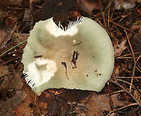 Russula aeruginea Cap: Faded greenish cap with a brown central depression; approximately 6 cm<br />
Gills: White; attached; brittle<br />
Stem: white; equal<br />
Habitat: Mixed forest with mostly oak and pine<br />
https://www.jungledragon.com/image/88688/russula_aeruginea.html<br />
https://www.jungledragon.com/image/88687/russula_aeruginea.html Geotagged,Russula aeruginea,Summer,United States,mushroom,russula