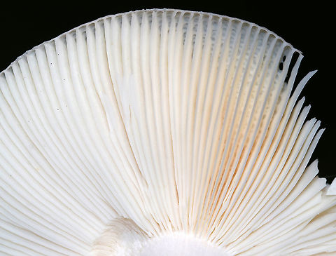 Russula aeruginea Cap: Faded greenish cap with a brown central depression; approximately 6 cm
Gills: White; attached; brittle
Stem: white; equal
Habitat: Mixed forest with mostly oak and pine
https://www.jungledragon.com/image/88686/russula_aeruginea.html
https://www.jungledragon.com/image/88688/russula_aeruginea.html Geotagged,Russula aeruginea,Summer,United States