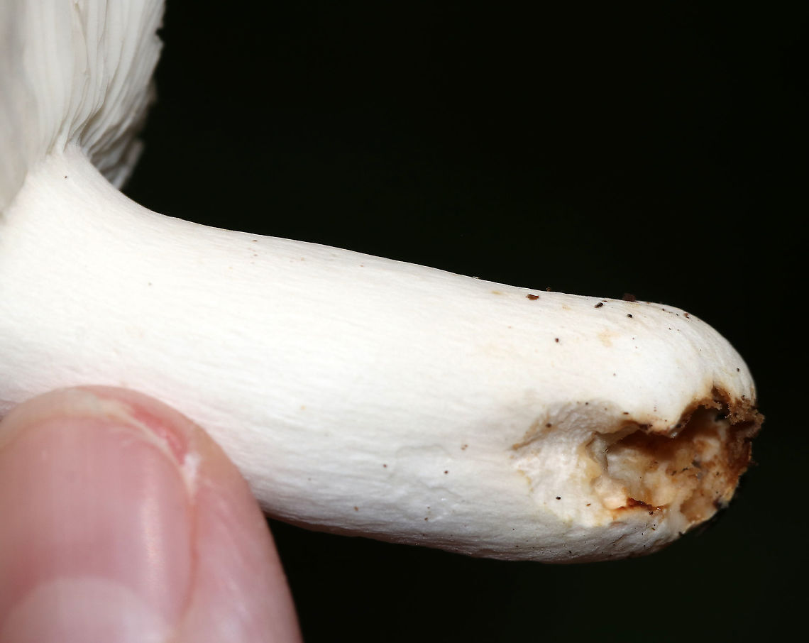 Russula aeruginea Cap: Faded greenish cap with a brown central depression; approximately 6 cm<br />
Gills: White; attached; brittle<br />
Stem: white; equal<br />
Habitat: Mixed forest with mostly oak and pine<br />
<figure class="photo"><a href="https://www.jungledragon.com/image/88686/russula_aeruginea.html" title="Russula aeruginea"><img src="https://s3.amazonaws.com/media.jungledragon.com/images/3232/88686_thumb.jpg?AWSAccessKeyId=05GMT0V3GWVNE7GGM1R2&Expires=1767225610&Signature=2yWi8CDfVQqpEWeT8%2FzarO6PrH0%3D" width="200" height="166" alt="Russula aeruginea Cap: Faded greenish cap with a brown central depression; approximately 6 cm<br />
Gills: White; attached; brittle<br />
Stem: white; equal<br />
Habitat: Mixed forest with mostly oak and pine<br />
https://www.jungledragon.com/image/88688/russula_aeruginea.html<br />
https://www.jungledragon.com/image/88687/russula_aeruginea.html Geotagged,Russula aeruginea,Summer,United States,mushroom,russula" /></a></figure><br />
<figure class="photo"><a href="https://www.jungledragon.com/image/88687/russula_aeruginea.html" title="Russula aeruginea"><img src="https://s3.amazonaws.com/media.jungledragon.com/images/3232/88687_thumb.jpg?AWSAccessKeyId=05GMT0V3GWVNE7GGM1R2&Expires=1767225610&Signature=Xz%2F%2BPZOGb5gCipAzmmjRaZ4IcOA%3D" width="200" height="154" alt="Russula aeruginea Cap: Faded greenish cap with a brown central depression; approximately 6 cm<br />
Gills: White; attached; brittle<br />
Stem: white; equal<br />
Habitat: Mixed forest with mostly oak and pine<br />
https://www.jungledragon.com/image/88686/russula_aeruginea.html<br />
https://www.jungledragon.com/image/88688/russula_aeruginea.html Geotagged,Russula aeruginea,Summer,United States" /></a></figure> Geotagged,Russula aeruginea,Summer,United States