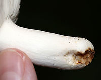Russula aeruginea Cap: Faded greenish cap with a brown central depression; approximately 6 cm<br />
Gills: White; attached; brittle<br />
Stem: white; equal<br />
Habitat: Mixed forest with mostly oak and pine<br />
https://www.jungledragon.com/image/88686/russula_aeruginea.html<br />
https://www.jungledragon.com/image/88687/russula_aeruginea.html Geotagged,Russula aeruginea,Summer,United States