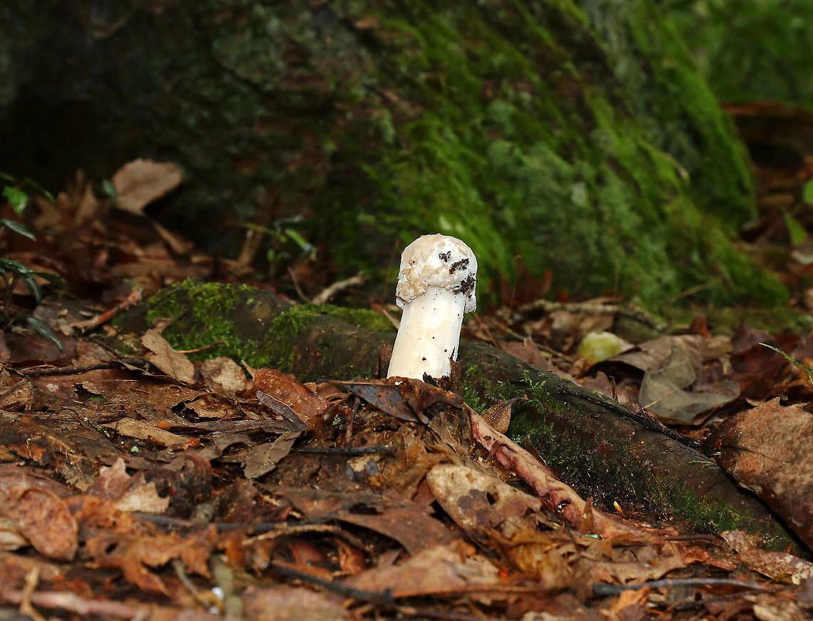 Hypomyces hyalinus Unusual, phallic-looking Amanita mushroom that is being attacked by a parasitic fungus, Hypomyces hyalinus. This fungus completely disfigures its host. The infection prevents the expansion of the cap, and causes the cap to fuse to the stem. As a result, the gills are also destroyed and the fruiting body dies without dispersing any spores.<br />
<br />
Habitat: Mostly deciduous forest<br />
<figure class="photo"><a href="https://www.jungledragon.com/image/88691/hypomyces_hyalinus.html" title="Hypomyces hyalinus"><img src="https://s3.amazonaws.com/media.jungledragon.com/images/3232/88691_thumb.jpg?AWSAccessKeyId=05GMT0V3GWVNE7GGM1R2&Expires=1767225610&Signature=zqRKPxhYZ7vCVj8wlReB9bI3%2BaU%3D" width="200" height="160" alt="Hypomyces hyalinus Unusual, phallic-looking Amanita mushroom that is being attacked by a parasitic fungus, Hypomyces hyalinus. This fungus completely disfigures its host. The infection prevents the expansion of the cap, and causes the cap to fuse to the stem. As a result, the gills are also destroyed and the fruiting body dies without dispersing any spores.<br />
<br />
Habitat: Mostly deciduous forest<br />
https://www.jungledragon.com/image/88689/hypomyces_hyalinus.html<br />
https://www.jungledragon.com/image/88690/hypomyces_hyalinus.html Geotagged,Hypomyces hyalinus,Summer,United States" /></a></figure><br />
<figure class="photo"><a href="https://www.jungledragon.com/image/88690/hypomyces_hyalinus.html" title="Hypomyces hyalinus"><img src="https://s3.amazonaws.com/media.jungledragon.com/images/3232/88690_thumb.jpg?AWSAccessKeyId=05GMT0V3GWVNE7GGM1R2&Expires=1767225610&Signature=soLoWe5R%2BAtxVZVj%2BQL3Y8Tw%2BkA%3D" width="122" height="152" alt="Hypomyces hyalinus Unusual, phallic-looking Amanita mushroom that is being attacked by a parasitic fungus, Hypomyces hyalinus. This fungus completely disfigures its host. The infection prevents the expansion of the cap, and causes the cap to fuse to the stem. As a result, the gills are also destroyed and the fruiting body dies without dispersing any spores.<br />
<br />
Habitat: Mostly deciduous forest<br />
https://www.jungledragon.com/image/88689/hypomyces_hyalinus.html<br />
https://www.jungledragon.com/image/88691/hypomyces_hyalinus.html Geotagged,Hypomyces hyalinus,Summer,United States" /></a></figure> Geotagged,Hypomyces,Hypomyces hyalinus,Summer,United States,parasitic fungus