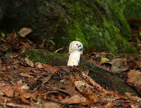 Hypomyces hyalinus Unusual, phallic-looking Amanita mushroom that is being attacked by a parasitic fungus, Hypomyces hyalinus. This fungus completely disfigures its host. The infection prevents the expansion of the cap, and causes the cap to fuse to the stem. As a result, the gills are also destroyed and the fruiting body dies without dispersing any spores.

Habitat: Mostly deciduous forest
https://www.jungledragon.com/image/88691/hypomyces_hyalinus.html
https://www.jungledragon.com/image/88690/hypomyces_hyalinus.html Geotagged,Hypomyces,Hypomyces hyalinus,Summer,United States,parasitic fungus