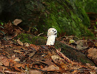 Hypomyces hyalinus Unusual, phallic-looking Amanita mushroom that is being attacked by a parasitic fungus, Hypomyces hyalinus. This fungus completely disfigures its host. The infection prevents the expansion of the cap, and causes the cap to fuse to the stem. As a result, the gills are also destroyed and the fruiting body dies without dispersing any spores.<br />
<br />
Habitat: Mostly deciduous forest<br />
https://www.jungledragon.com/image/88691/hypomyces_hyalinus.html<br />
https://www.jungledragon.com/image/88690/hypomyces_hyalinus.html Geotagged,Hypomyces,Hypomyces hyalinus,Summer,United States,parasitic fungus