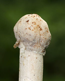 Hypomyces hyalinus Unusual, phallic-looking Amanita mushroom that is being attacked by a parasitic fungus, Hypomyces hyalinus. This fungus completely disfigures its host. The infection prevents the expansion of the cap, and causes the cap to fuse to the stem. As a result, the gills are also destroyed and the fruiting body dies without dispersing any spores.

Habitat: Mostly deciduous forest
https://www.jungledragon.com/image/88689/hypomyces_hyalinus.html
https://www.jungledragon.com/image/88691/hypomyces_hyalinus.html Geotagged,Hypomyces hyalinus,Summer,United States