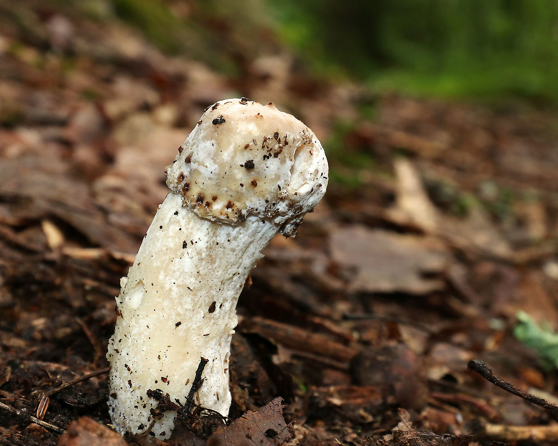 Hypomyces hyalinus Unusual, phallic-looking Amanita mushroom that is being attacked by a parasitic fungus, Hypomyces hyalinus. This fungus completely disfigures its host. The infection prevents the expansion of the cap, and causes the cap to fuse to the stem. As a result, the gills are also destroyed and the fruiting body dies without dispersing any spores.<br />
<br />
Habitat: Mostly deciduous forest<br />
<figure class="photo"><a href="https://www.jungledragon.com/image/88689/hypomyces_hyalinus.html" title="Hypomyces hyalinus"><img src="https://s3.amazonaws.com/media.jungledragon.com/images/3232/88689_thumb.jpg?AWSAccessKeyId=05GMT0V3GWVNE7GGM1R2&Expires=1759968010&Signature=Yosv2rvaydu%2F8So8vg5ZcP3EnjQ%3D" width="200" height="154" alt="Hypomyces hyalinus Unusual, phallic-looking Amanita mushroom that is being attacked by a parasitic fungus, Hypomyces hyalinus. This fungus completely disfigures its host. The infection prevents the expansion of the cap, and causes the cap to fuse to the stem. As a result, the gills are also destroyed and the fruiting body dies without dispersing any spores.<br />
<br />
Habitat: Mostly deciduous forest<br />
https://www.jungledragon.com/image/88691/hypomyces_hyalinus.html<br />
https://www.jungledragon.com/image/88690/hypomyces_hyalinus.html Geotagged,Hypomyces,Hypomyces hyalinus,Summer,United States,parasitic fungus" /></a></figure><br />
<figure class="photo"><a href="https://www.jungledragon.com/image/88690/hypomyces_hyalinus.html" title="Hypomyces hyalinus"><img src="https://s3.amazonaws.com/media.jungledragon.com/images/3232/88690_thumb.jpg?AWSAccessKeyId=05GMT0V3GWVNE7GGM1R2&Expires=1759968010&Signature=GZcQFLZ3HnU6kyIDh2nPbtLWKNQ%3D" width="122" height="152" alt="Hypomyces hyalinus Unusual, phallic-looking Amanita mushroom that is being attacked by a parasitic fungus, Hypomyces hyalinus. This fungus completely disfigures its host. The infection prevents the expansion of the cap, and causes the cap to fuse to the stem. As a result, the gills are also destroyed and the fruiting body dies without dispersing any spores.<br />
<br />
Habitat: Mostly deciduous forest<br />
https://www.jungledragon.com/image/88689/hypomyces_hyalinus.html<br />
https://www.jungledragon.com/image/88691/hypomyces_hyalinus.html Geotagged,Hypomyces hyalinus,Summer,United States" /></a></figure> Geotagged,Hypomyces hyalinus,Summer,United States