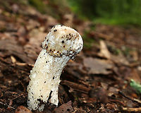 Hypomyces hyalinus Unusual, phallic-looking Amanita mushroom that is being attacked by a parasitic fungus, Hypomyces hyalinus. This fungus completely disfigures its host. The infection prevents the expansion of the cap, and causes the cap to fuse to the stem. As a result, the gills are also destroyed and the fruiting body dies without dispersing any spores.<br />
<br />
Habitat: Mostly deciduous forest<br />
https://www.jungledragon.com/image/88689/hypomyces_hyalinus.html<br />
https://www.jungledragon.com/image/88690/hypomyces_hyalinus.html Geotagged,Hypomyces hyalinus,Summer,United States
