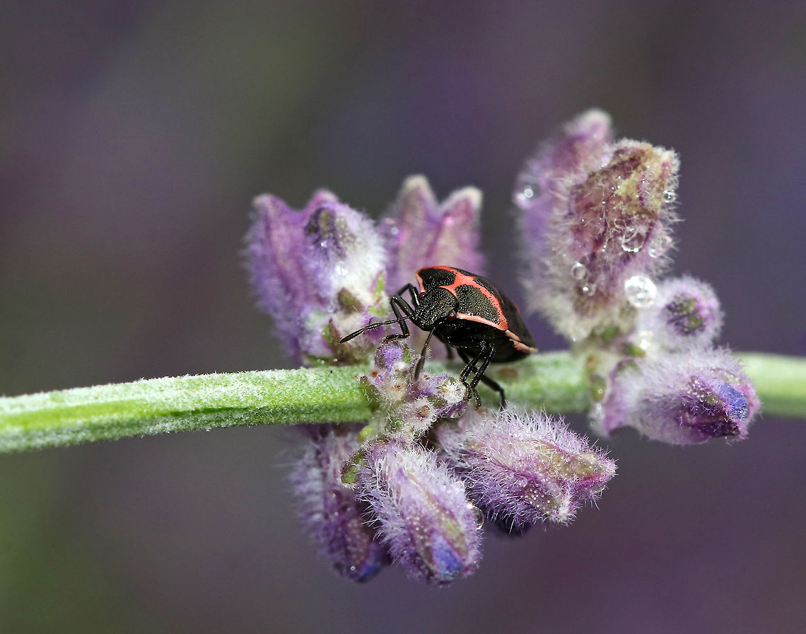 Wee Harlequin Bug - Cosmopepla lintneriana TL: ~5 mm. These stinkbugs are very common. Females lay eggs in clusters and guard them. Adults overwinter under leaf litter and emerge in early spring, as soon as the snow melts.<br />
<br />
Habitat: On Russian sage in a rural garden Cosmopepla,Cosmopepla lintneriana,Geotagged,Summer,Twice-stabbed stink bug,United States,Wee Harlequin Bug,bug,pentatomidae,stink bug