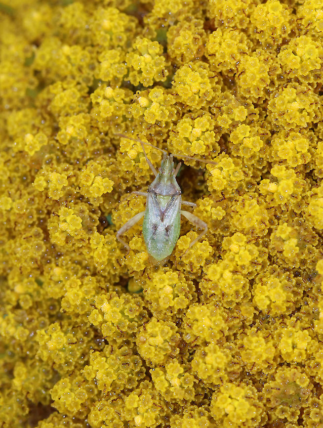 Scentless Plant Bug - Harmostes reflexulus Habitat: Rural garden Geotagged,Harmostes,Harmostes reflexulus,Scentless Plant Bug,Summer,United States,bug,plant bug