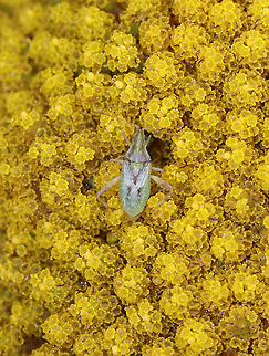 Harmostes reflexulus