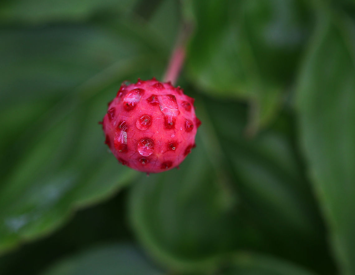 Kousa Dogwood Fruit - Cornus kousa Habitat: Growing as an ornamental in a garden Cornus,Cornus kousa,Geotagged,Kousa dogwood,Summer,United States,dogwood