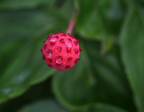 Kousa Dogwood Fruit - Cornus kousa Habitat: Growing as an ornamental in a garden Cornus,Cornus kousa,Geotagged,Kousa dogwood,Summer,United States,dogwood