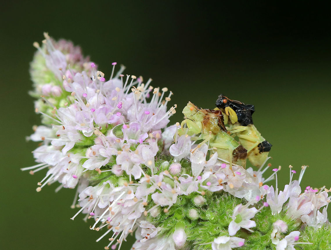 Jagged Ambush Bugs (Coupling) - Phymata fasciata Habitat: Rural garden Geotagged,Phymata Fasciata,Phymata fasciata,Summer,United States,ambush bug,jagged ambush bugs,phymata