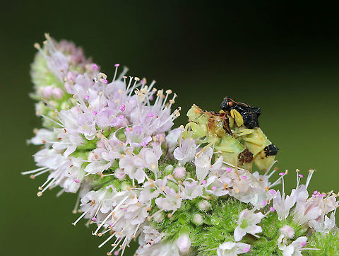 Jagged Ambush Bugs (Coupling) - Phymata fasciata Habitat: Rural garden Geotagged,Phymata Fasciata,Phymata fasciata,Summer,United States,ambush bug,jagged ambush bugs,phymata