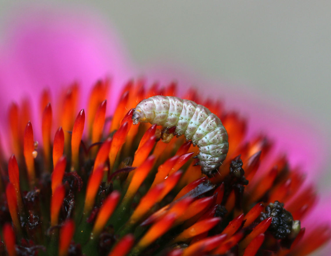Unidentified Caterpillar 3 pairs of thoracic legs and 4 pairs of abdominal prolegs. Coloration was weird - kind of pinkish tan and mottled/striped with a bit of green.<br />
<br />
Habitat: On Echinacea in a rural garden Geotagged,Summer,United States,caterpillar