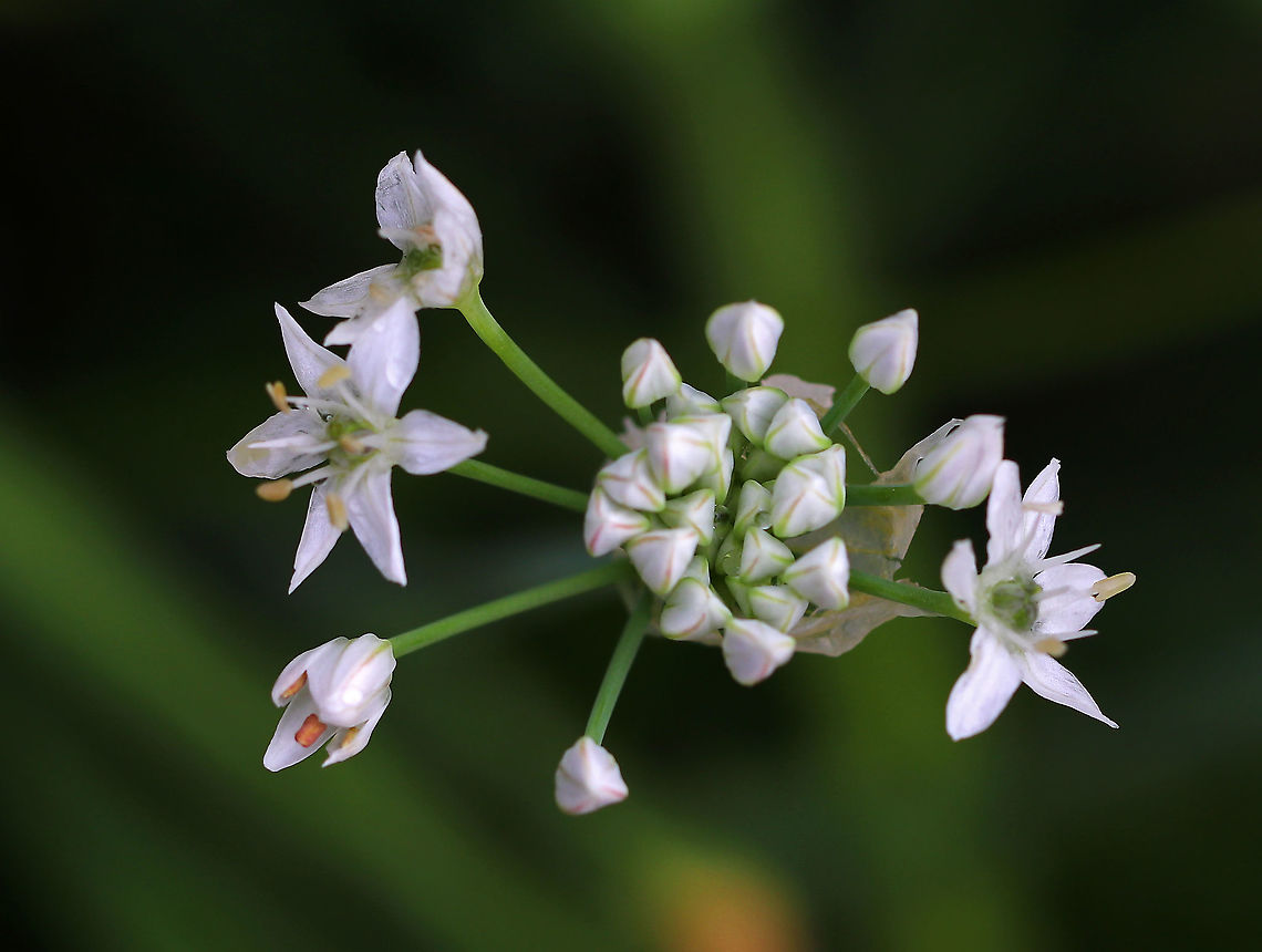 Garlic Chives - Allium tuberosum Grown for its culinary value, this plant has become naturalized in many areas.<br />
<br />
Habitat: Rural garden<br />
<figure class="photo"><a href="https://www.jungledragon.com/image/88749/garlic_chives_-_allium_tuberosum.html" title="Garlic Chives - Allium tuberosum"><img src="https://s3.amazonaws.com/media.jungledragon.com/images/3232/88749_thumb.jpg?AWSAccessKeyId=05GMT0V3GWVNE7GGM1R2&Expires=1759968010&Signature=irj3NjTkqicp3UOGMpqS6NtDPks%3D" width="200" height="156" alt="Garlic Chives - Allium tuberosum Grown for its culinary value, this plant has become naturalized in many areas.<br />
<br />
Habitat: Rural garden<br />
https://www.jungledragon.com/image/88747/garlic_chives_-_allium_tuberosum.html<br />
https://www.jungledragon.com/image/88748/garlic_chives_-_allium_tuberosum.html Allium tuberosum,Geotagged,Summer,United States" /></a></figure><br />
<figure class="photo"><a href="https://www.jungledragon.com/image/88748/garlic_chives_-_allium_tuberosum.html" title="Garlic Chives - Allium tuberosum"><img src="https://s3.amazonaws.com/media.jungledragon.com/images/3232/88748_thumb.jpg?AWSAccessKeyId=05GMT0V3GWVNE7GGM1R2&Expires=1759968010&Signature=wOyKRxBCZRLF9iFeoGP1z0%2B7tm4%3D" width="122" height="152" alt="Garlic Chives - Allium tuberosum Grown for its culinary value, this plant has become naturalized in many areas.<br />
<br />
Habitat: Rural garden<br />
https://www.jungledragon.com/image/88747/garlic_chives_-_allium_tuberosum.html<br />
https://www.jungledragon.com/image/88749/garlic_chives_-_allium_tuberosum.html Allium tuberosum,Geotagged,Summer,United States" /></a></figure> Allium,Allium tuberosum,Geotagged,Summer,United States,garlic chives