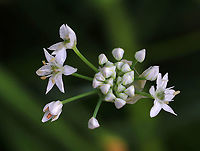 Garlic Chives - Allium tuberosum Grown for its culinary value, this plant has become naturalized in many areas.<br />
<br />
Habitat: Rural garden<br />
https://www.jungledragon.com/image/88749/garlic_chives_-_allium_tuberosum.html<br />
https://www.jungledragon.com/image/88748/garlic_chives_-_allium_tuberosum.html Allium,Allium tuberosum,Geotagged,Summer,United States,garlic chives