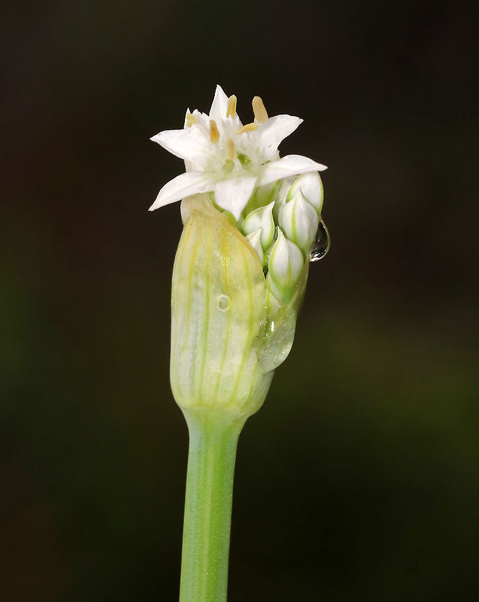 Garlic Chives - Allium tuberosum Grown for its culinary value, this plant has become naturalized in many areas.<br />
<br />
Habitat: Rural garden<br />
<figure class="photo"><a href="https://www.jungledragon.com/image/88747/garlic_chives_-_allium_tuberosum.html" title="Garlic Chives - Allium tuberosum"><img src="https://s3.amazonaws.com/media.jungledragon.com/images/3232/88747_thumb.jpg?AWSAccessKeyId=05GMT0V3GWVNE7GGM1R2&Expires=1759968010&Signature=YJexKnATjCzuYif3rdScg2K2qmw%3D" width="200" height="152" alt="Garlic Chives - Allium tuberosum Grown for its culinary value, this plant has become naturalized in many areas.<br />
<br />
Habitat: Rural garden<br />
https://www.jungledragon.com/image/88749/garlic_chives_-_allium_tuberosum.html<br />
https://www.jungledragon.com/image/88748/garlic_chives_-_allium_tuberosum.html Allium,Allium tuberosum,Geotagged,Summer,United States,garlic chives" /></a></figure><br />
<figure class="photo"><a href="https://www.jungledragon.com/image/88749/garlic_chives_-_allium_tuberosum.html" title="Garlic Chives - Allium tuberosum"><img src="https://s3.amazonaws.com/media.jungledragon.com/images/3232/88749_thumb.jpg?AWSAccessKeyId=05GMT0V3GWVNE7GGM1R2&Expires=1759968010&Signature=irj3NjTkqicp3UOGMpqS6NtDPks%3D" width="200" height="156" alt="Garlic Chives - Allium tuberosum Grown for its culinary value, this plant has become naturalized in many areas.<br />
<br />
Habitat: Rural garden<br />
https://www.jungledragon.com/image/88747/garlic_chives_-_allium_tuberosum.html<br />
https://www.jungledragon.com/image/88748/garlic_chives_-_allium_tuberosum.html Allium tuberosum,Geotagged,Summer,United States" /></a></figure> Allium tuberosum,Geotagged,Summer,United States