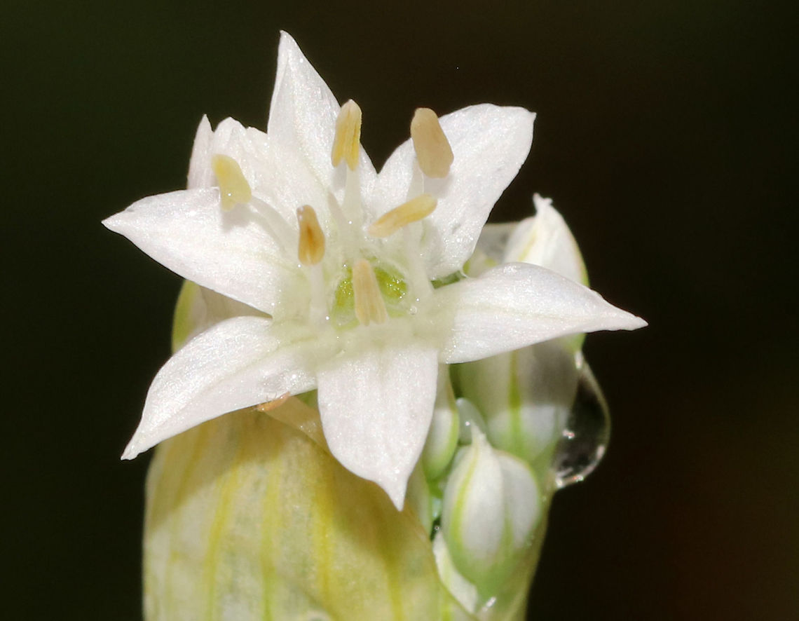 Garlic Chives - Allium tuberosum Grown for its culinary value, this plant has become naturalized in many areas.<br />
<br />
Habitat: Rural garden<br />
<figure class="photo"><a href="https://www.jungledragon.com/image/88747/garlic_chives_-_allium_tuberosum.html" title="Garlic Chives - Allium tuberosum"><img src="https://s3.amazonaws.com/media.jungledragon.com/images/3232/88747_thumb.jpg?AWSAccessKeyId=05GMT0V3GWVNE7GGM1R2&Expires=1759968010&Signature=YJexKnATjCzuYif3rdScg2K2qmw%3D" width="200" height="152" alt="Garlic Chives - Allium tuberosum Grown for its culinary value, this plant has become naturalized in many areas.<br />
<br />
Habitat: Rural garden<br />
https://www.jungledragon.com/image/88749/garlic_chives_-_allium_tuberosum.html<br />
https://www.jungledragon.com/image/88748/garlic_chives_-_allium_tuberosum.html Allium,Allium tuberosum,Geotagged,Summer,United States,garlic chives" /></a></figure><br />
<figure class="photo"><a href="https://www.jungledragon.com/image/88748/garlic_chives_-_allium_tuberosum.html" title="Garlic Chives - Allium tuberosum"><img src="https://s3.amazonaws.com/media.jungledragon.com/images/3232/88748_thumb.jpg?AWSAccessKeyId=05GMT0V3GWVNE7GGM1R2&Expires=1759968010&Signature=wOyKRxBCZRLF9iFeoGP1z0%2B7tm4%3D" width="122" height="152" alt="Garlic Chives - Allium tuberosum Grown for its culinary value, this plant has become naturalized in many areas.<br />
<br />
Habitat: Rural garden<br />
https://www.jungledragon.com/image/88747/garlic_chives_-_allium_tuberosum.html<br />
https://www.jungledragon.com/image/88749/garlic_chives_-_allium_tuberosum.html Allium tuberosum,Geotagged,Summer,United States" /></a></figure> Allium tuberosum,Geotagged,Summer,United States