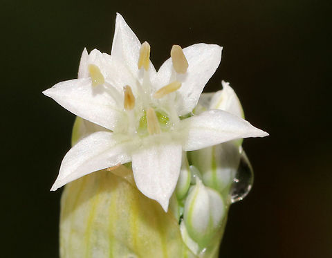 Garlic Chives - Allium tuberosum Grown for its culinary value, this plant has become naturalized in many areas.

Habitat: Rural garden
https://www.jungledragon.com/image/88747/garlic_chives_-_allium_tuberosum.html
https://www.jungledragon.com/image/88748/garlic_chives_-_allium_tuberosum.html Allium tuberosum,Geotagged,Summer,United States