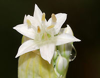 Garlic Chives - Allium tuberosum Grown for its culinary value, this plant has become naturalized in many areas.<br />
<br />
Habitat: Rural garden<br />
https://www.jungledragon.com/image/88747/garlic_chives_-_allium_tuberosum.html<br />
https://www.jungledragon.com/image/88748/garlic_chives_-_allium_tuberosum.html Allium tuberosum,Geotagged,Summer,United States