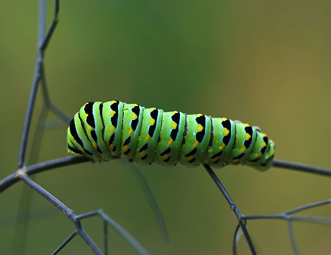 Black Swallowtail Caterpillar (Papilio polyxenes) The larvae of this species changes color quite dramatically with each molt. This picture shows the last instar, which is green with black bands dotted with yellow spots on each segment. I think it was getting ready to pupate as it was really still and didn't show its osmeterium when I touched it.

Habitat: On fennel (Foeniculum sp.) in a rural garden. Black Swallowtail,Geotagged,Papilio polyxenes,Summer,United States,caterpillar,papilio