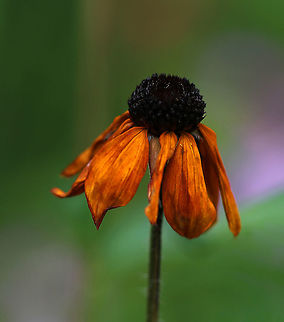 Coneflower - Rudbeckia sp. Habitat: Edge of a rural garden Geotagged,Rudbeckia,Summer,United States,coneflower