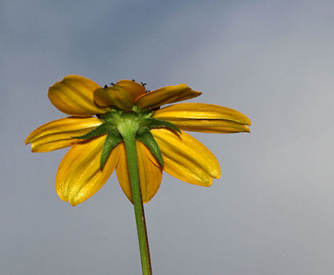 Coneflower - Rudbeckia sp. Habitat: Edge of a rural garden Geotagged,Summer,United States,coneflower,rudbeckia