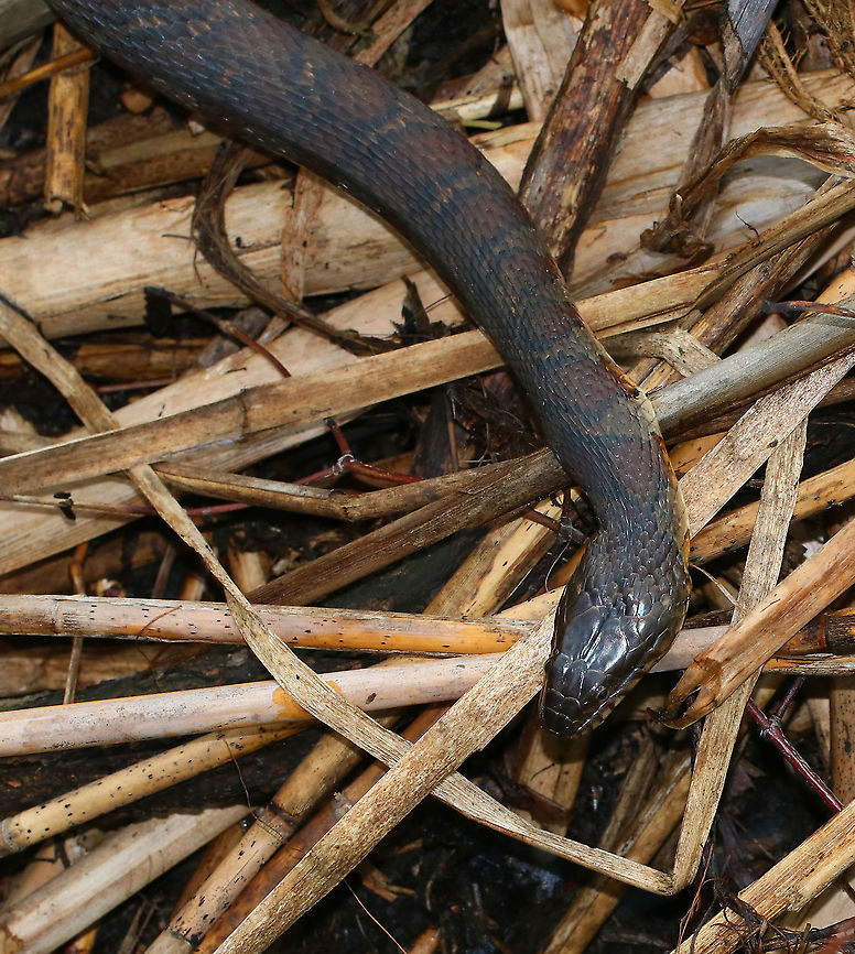 Northern Water Snake - Nerodia sipedon I love these snakes!<br />
<br />
Habitat: Reeds on the edge of a pond Geotagged,Nerodia sipedon,Northern Water Snake,Summer,United States,nerodia,snake,water snake