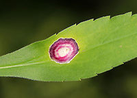 Gall Midge - Asteromyia carbonifera Females lay eggs on the underside of goldenrod leaves (Solidago sp.). The development from egg to adult takes 4-5 weeks, and there are several generations per year.<br />
<br />
The galls are flat and circular. They contain a symbiotic fungus, Botryosphaeria dothidea, which the larvae does not eat. The fungus confers some protection against parasitoid wasps. The females carry spores of the fungus.<br />
<br />
Habitat: On goldenrod <br />
https://www.jungledragon.com/image/88756/gall_midge_-_asteromyia_carbonifera.html Asteromyia carbonifera,Geotagged,Summer,United States,gall