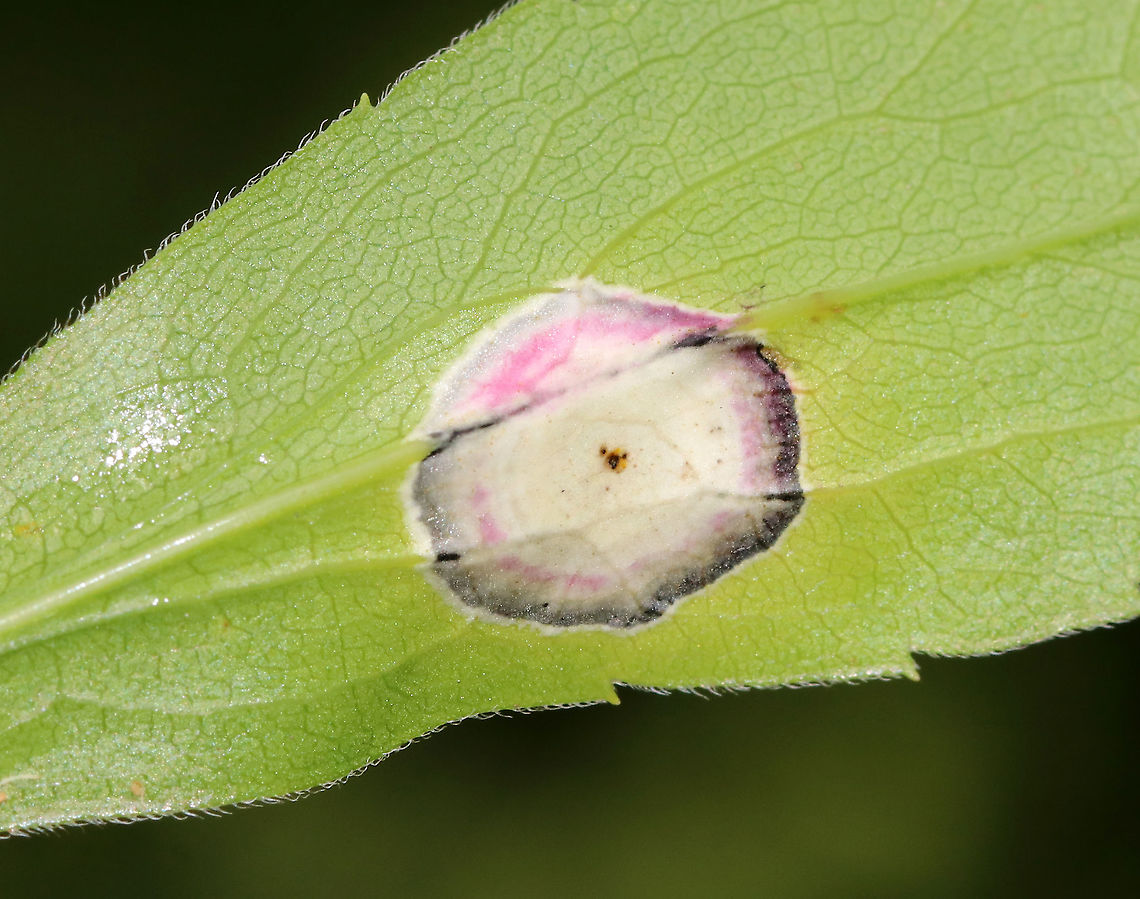 Gall Midge - Asteromyia carbonifera Females lay eggs on the underside of goldenrod leaves (Solidago sp.). The development from egg to adult takes 4-5 weeks, and there are several generations per year.<br />
<br />
The galls are flat and circular. They contain a symbiotic fungus, Botryosphaeria dothidea, which the larvae does not eat. The fungus confers some protection against parasitoid wasps. The females carry spores of the fungus.<br />
<br />
Habitat: On goldenrod<br />
<figure class="photo"><a href="https://www.jungledragon.com/image/88755/gall_midge_-_asteromyia_carbonifera.html" title="Gall Midge - Asteromyia carbonifera"><img src="https://s3.amazonaws.com/media.jungledragon.com/images/3232/88755_thumb.jpg?AWSAccessKeyId=05GMT0V3GWVNE7GGM1R2&Expires=1759968010&Signature=eKlIhSvNhGWJqRTcpniiia%2BEhHw%3D" width="200" height="144" alt="Gall Midge - Asteromyia carbonifera Females lay eggs on the underside of goldenrod leaves (Solidago sp.). The development from egg to adult takes 4-5 weeks, and there are several generations per year.<br />
<br />
The galls are flat and circular. They contain a symbiotic fungus, Botryosphaeria dothidea, which the larvae does not eat. The fungus confers some protection against parasitoid wasps. The females carry spores of the fungus.<br />
<br />
Habitat: On goldenrod <br />
https://www.jungledragon.com/image/88756/gall_midge_-_asteromyia_carbonifera.html Asteromyia carbonifera,Geotagged,Summer,United States,gall" /></a></figure><br />
 Asteromyia carbonifera,Geotagged,Summer,United States