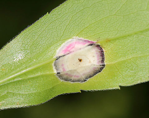 Gall Midge - Asteromyia carbonifera Females lay eggs on the underside of goldenrod leaves (Solidago sp.). The development from egg to adult takes 4-5 weeks, and there are several generations per year.

The galls are flat and circular. They contain a symbiotic fungus, Botryosphaeria dothidea, which the larvae does not eat. The fungus confers some protection against parasitoid wasps. The females carry spores of the fungus.

Habitat: On goldenrod
https://www.jungledragon.com/image/88755/gall_midge_-_asteromyia_carbonifera.html
 Asteromyia carbonifera,Geotagged,Summer,United States